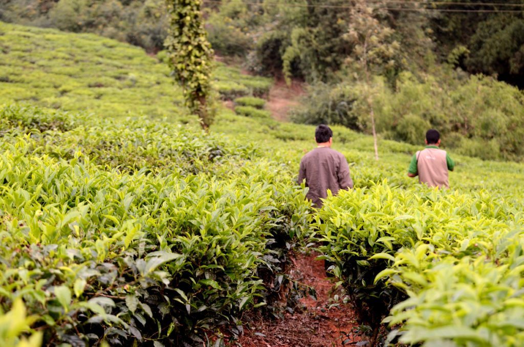 A scenic Coorg viewpoint