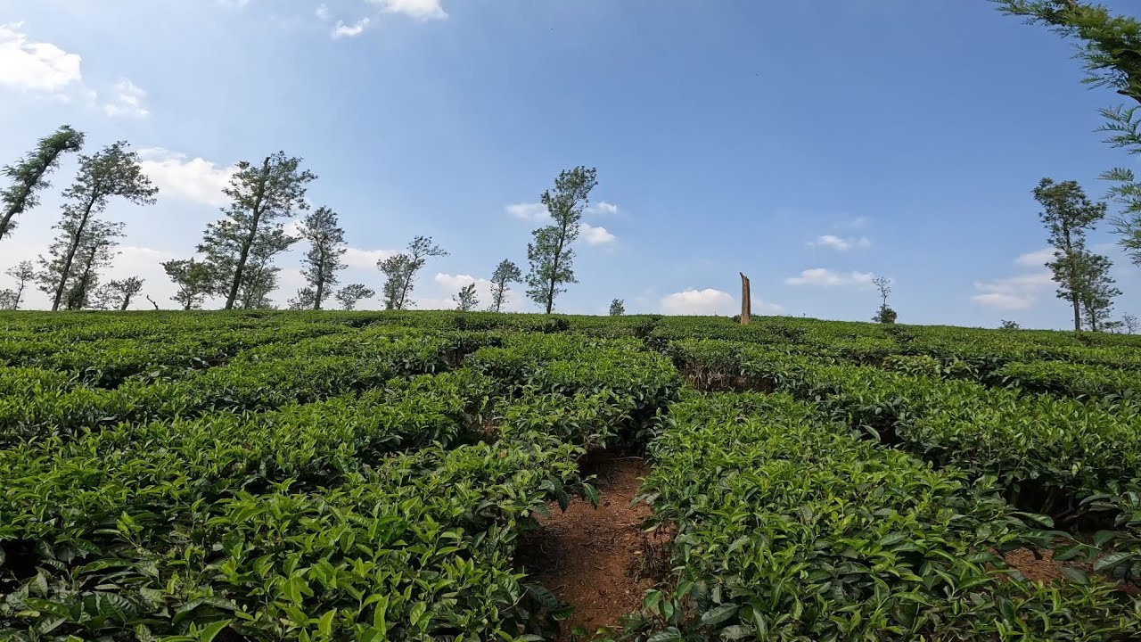 Misty Coorg landscape